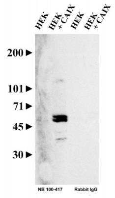 Western Blot Detection of Carbonic Anhydrase IX/CA9 in Transfected HEK Cell Lysate Using HRP Conjugated Antibody